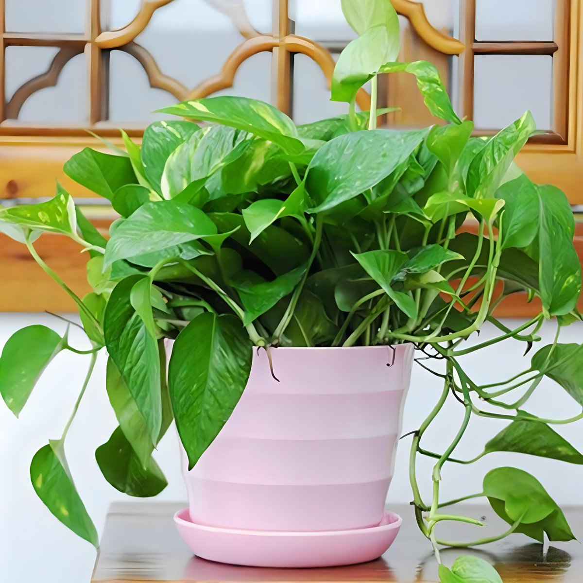 abs_raju's tweet photo. [Pro tip for your pothos! Keep its leaves dust-free with a damp cloth once a month—more sunlight and brighter, healthier growth coming right up!]， https://t.co/BSr6Ek5wC3