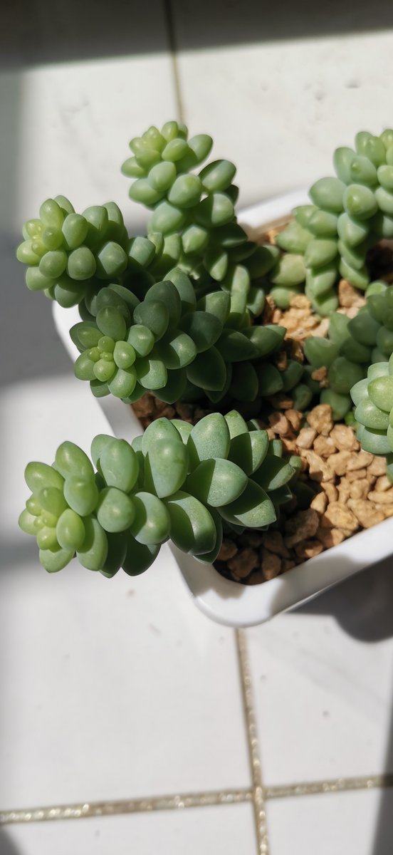 Fabrillext's tweet photo. Tired of wilting houseplants Water only when the top 2 inches of soil feel dry—this simple trick keeps your green friends happy all season long! https://t.co/wDMnETktTv