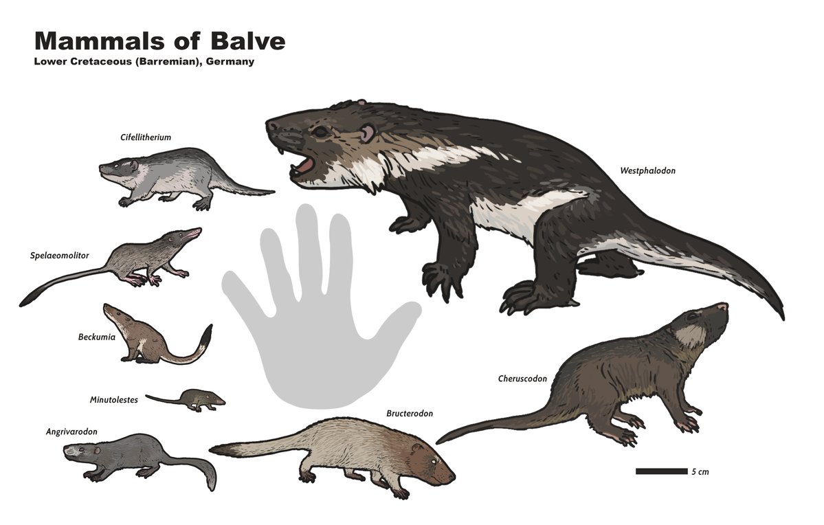JoschuaKnuppe's tweet photo. 🚨 Finally I can break the silence! Today a new mammal from Balve go published, our early Cretaceous cave site in Germany.
Welcome Westphalodon, a decently sized gobiconodont and the largest mammal from here so far well as one of the largest mammal of Mesozoic Europe! https://t.co/3HenENjkrF