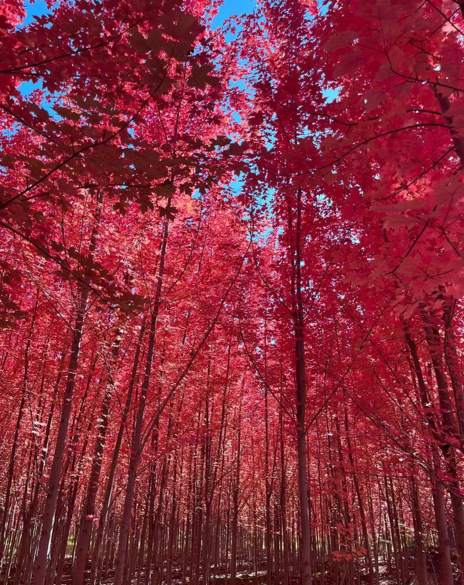 AmanyKhalid5's tweet photo. Our photography club's autumn outing is this Sat! We'll capture red maple leaves at the city park, share tips u0026 take group shots. RSVP via link in bio—don't miss out!， https://t.co/p3CtbGMNjF