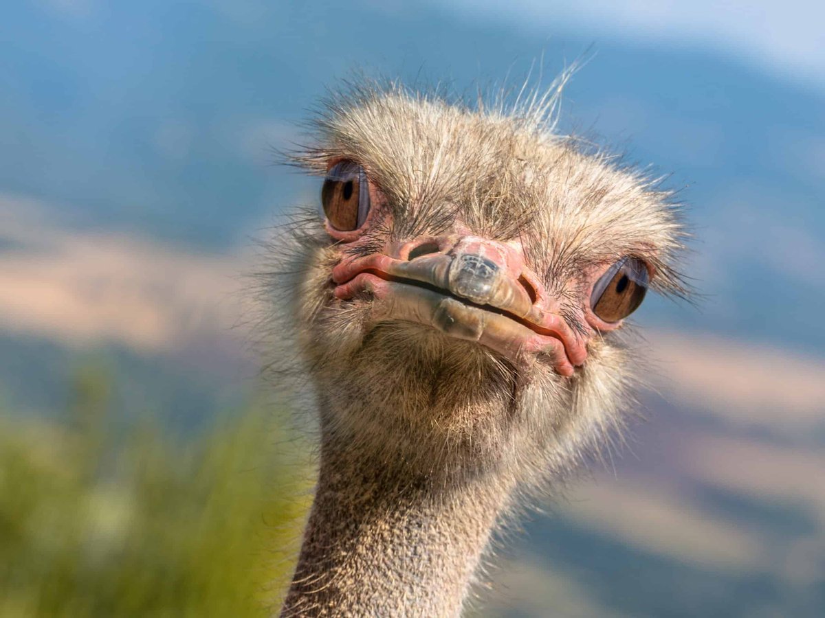 SafarimemeSA's tweet photo. 𝗧𝗵𝗲 𝗼𝘀𝘁𝗿𝗶𝗰𝗵 𝗶𝘀 𝘁𝗵𝗲 𝗳𝗮𝘀𝘁𝗲𝘀𝘁 𝗯𝗶𝗿𝗱 𝗼𝗻 𝗹𝗮𝗻𝗱, reaching speeds of up to 70 km/h (43 mph). However, it is completely flightless. #SafariPaws #wildlife #education https://t.co/JNycoDLnve