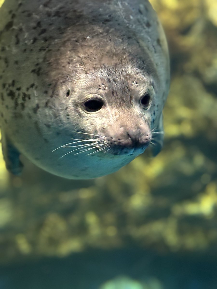 ruma310yf's tweet photo. #浅虫水族館
 #水族館 
 #ゴマフアザラシ
浅虫水族館お気入りの1枚 https://t.co/qvjxCYbGbu