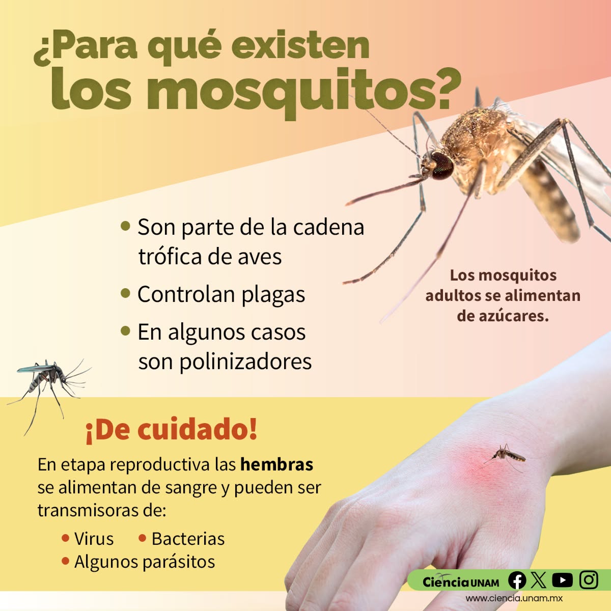 Ciencia_UNAM's tweet photo. #AmbienteyNaturaleza | En el #Día Mundial del #mosquito te recordamos que son importantes para el equilibrio ecológico. Aunque sus picaduras nos pueden causar algunos daños
Entérate de más en #UNAMirada a la ciencia: https://t.co/8mr7s0LX04 https://t.co/exHyY825Yr
