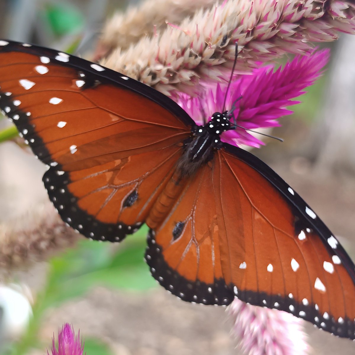 river_byVerne's tweet photo. #InsectThursday comes again, and I took these photos of a great butterfly. 🦋 https://t.co/dsXqWuJaRb