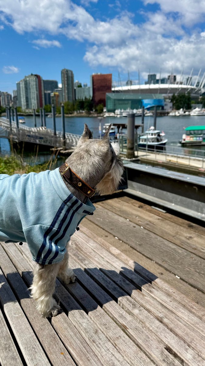 muffinjai's tweet photo. The sky is serving absolute perfection today, with fluffy white clouds making that deep blue summer backdrop look straight out of a postcard. 🌤️
#WednesdayWisdom #OlympicVillage #FalseCreekFerries #SchnauzerLife #VancouverSummer https://t.co/56xUviXe2R