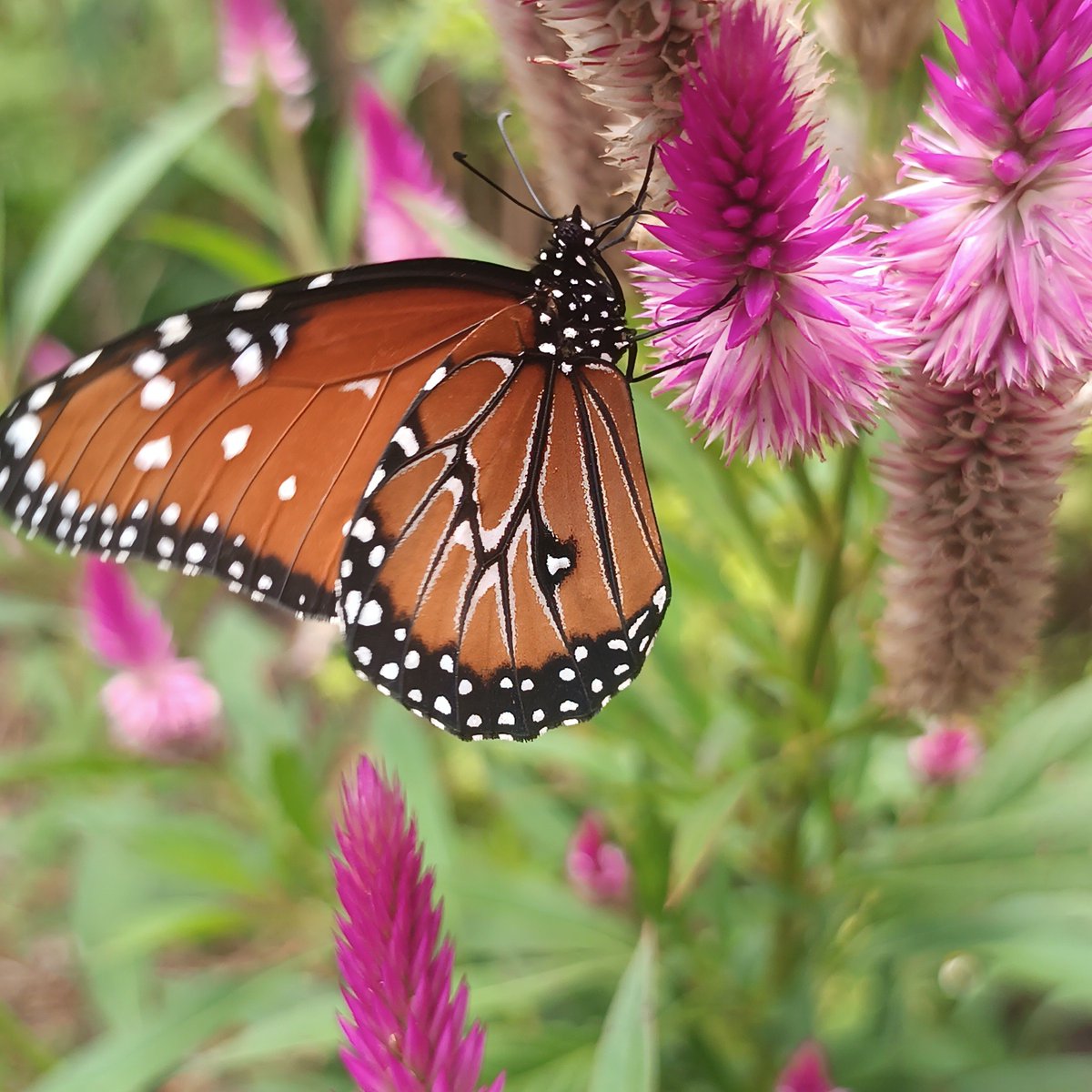 river_byVerne's tweet photo. #InsectThursday comes again, and I took these photos of a great butterfly. 🦋 https://t.co/dsXqWuJaRb