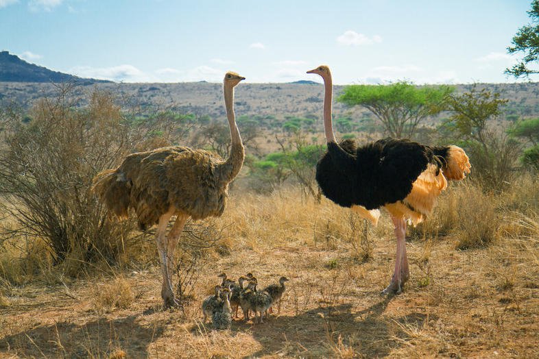 SafarimemeSA's tweet photo. 𝗧𝗵𝗲 𝗼𝘀𝘁𝗿𝗶𝗰𝗵 𝗶𝘀 𝘁𝗵𝗲 𝗳𝗮𝘀𝘁𝗲𝘀𝘁 𝗯𝗶𝗿𝗱 𝗼𝗻 𝗹𝗮𝗻𝗱, reaching speeds of up to 70 km/h (43 mph). However, it is completely flightless. #SafariPaws #wildlife #education https://t.co/JNycoDLnve