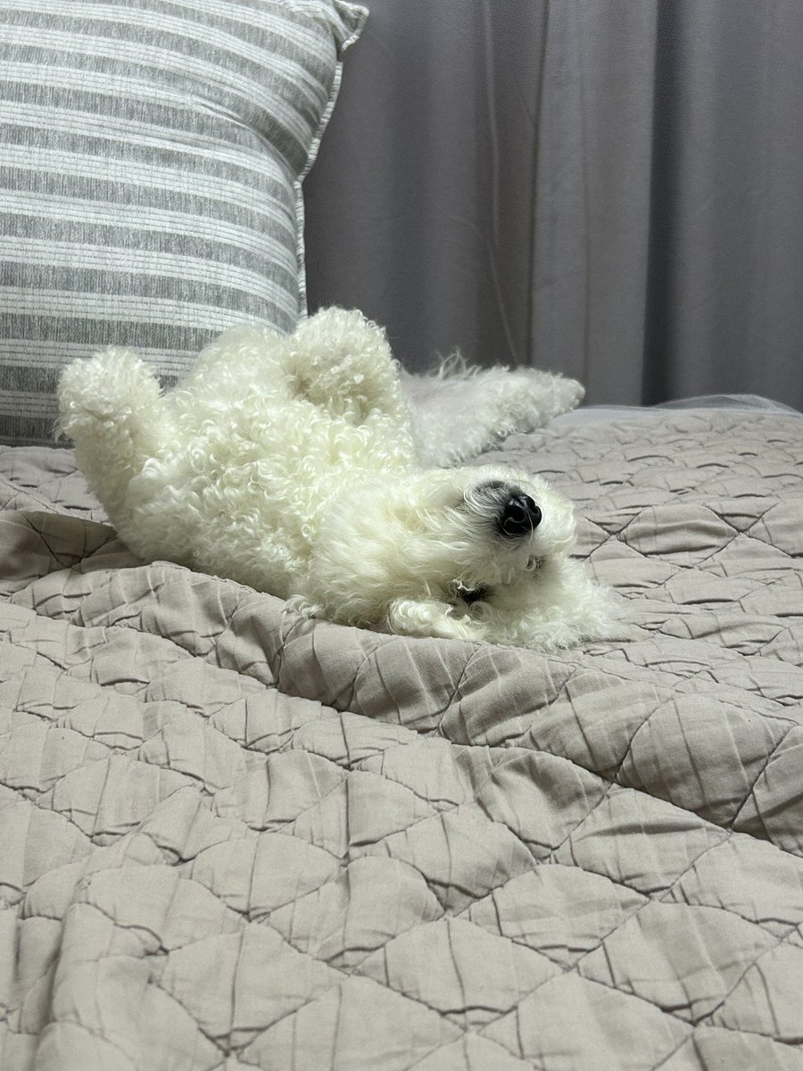MungButler's tweet photo. ㅠㅠㅠㅠ너무 기엽다 https://t.co/7OjUEGIZoI