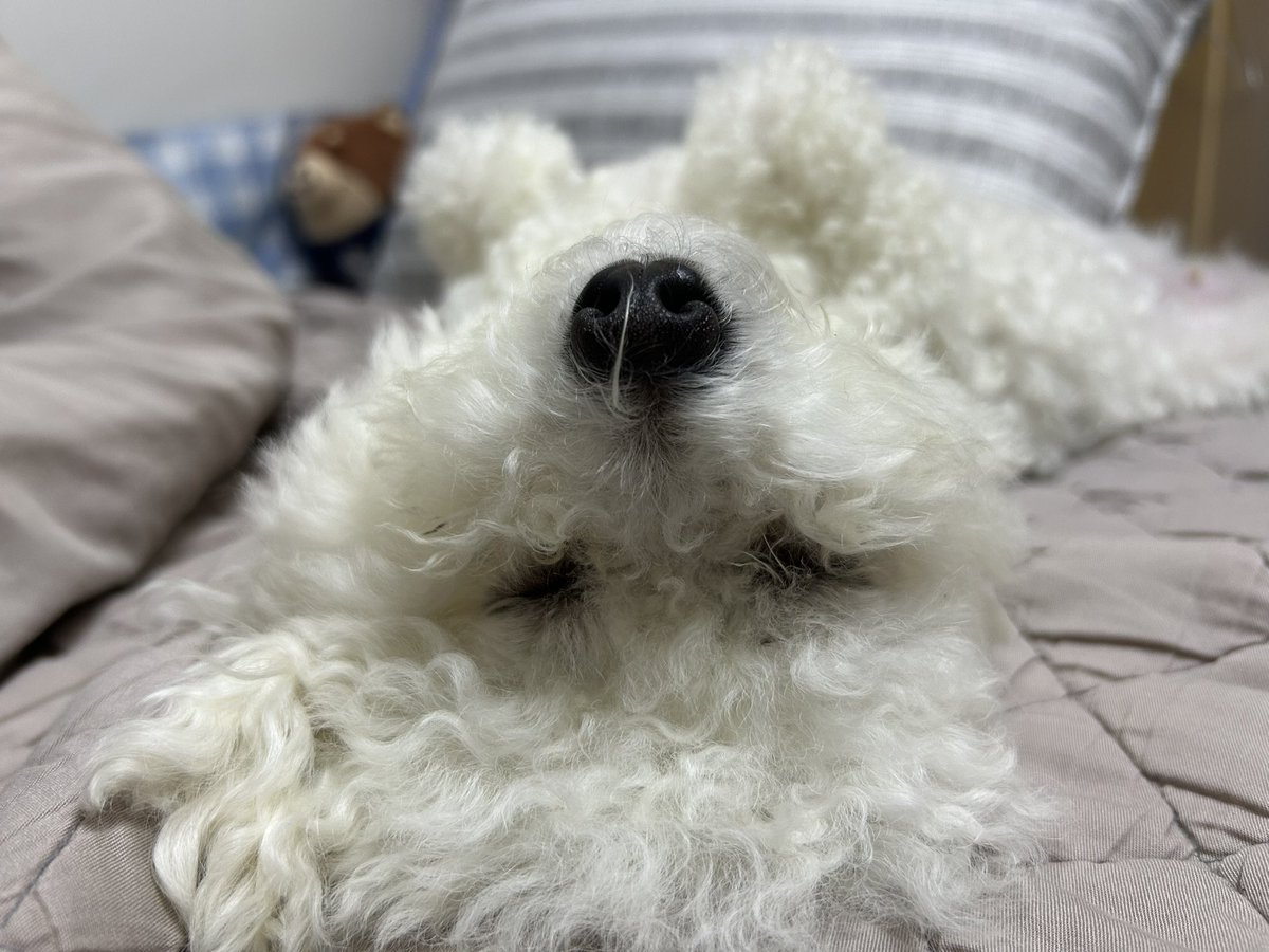 MungButler's tweet photo. ㅠㅠㅠㅠ너무 기엽다 https://t.co/7OjUEGIZoI