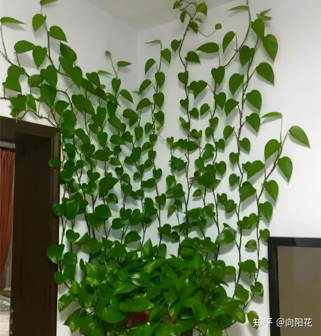 burpeds's tweet photo. Pro tip for your pothos houseplant: Rotate it weekly to ensure even sunlight exposure! No more lopsided leaves https://t.co/CRZV4hATZP