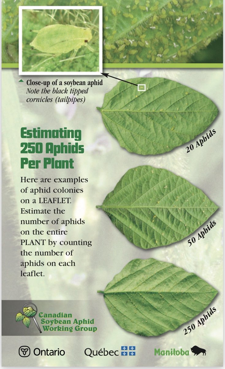 MbPulseGrowers's tweet photo. Do I need to spray for soybean aphids now? https://t.co/dUNCT89Kfh