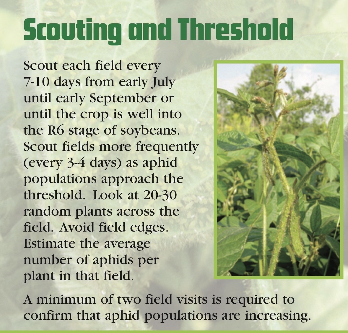 MbPulseGrowers's tweet photo. Do I need to spray for soybean aphids now? https://t.co/dUNCT89Kfh