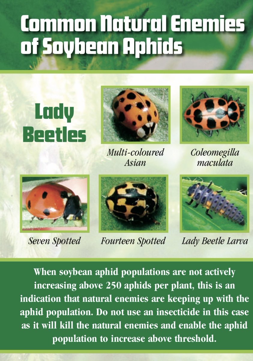MbPulseGrowers's tweet photo. Do I need to spray for soybean aphids now? https://t.co/dUNCT89Kfh