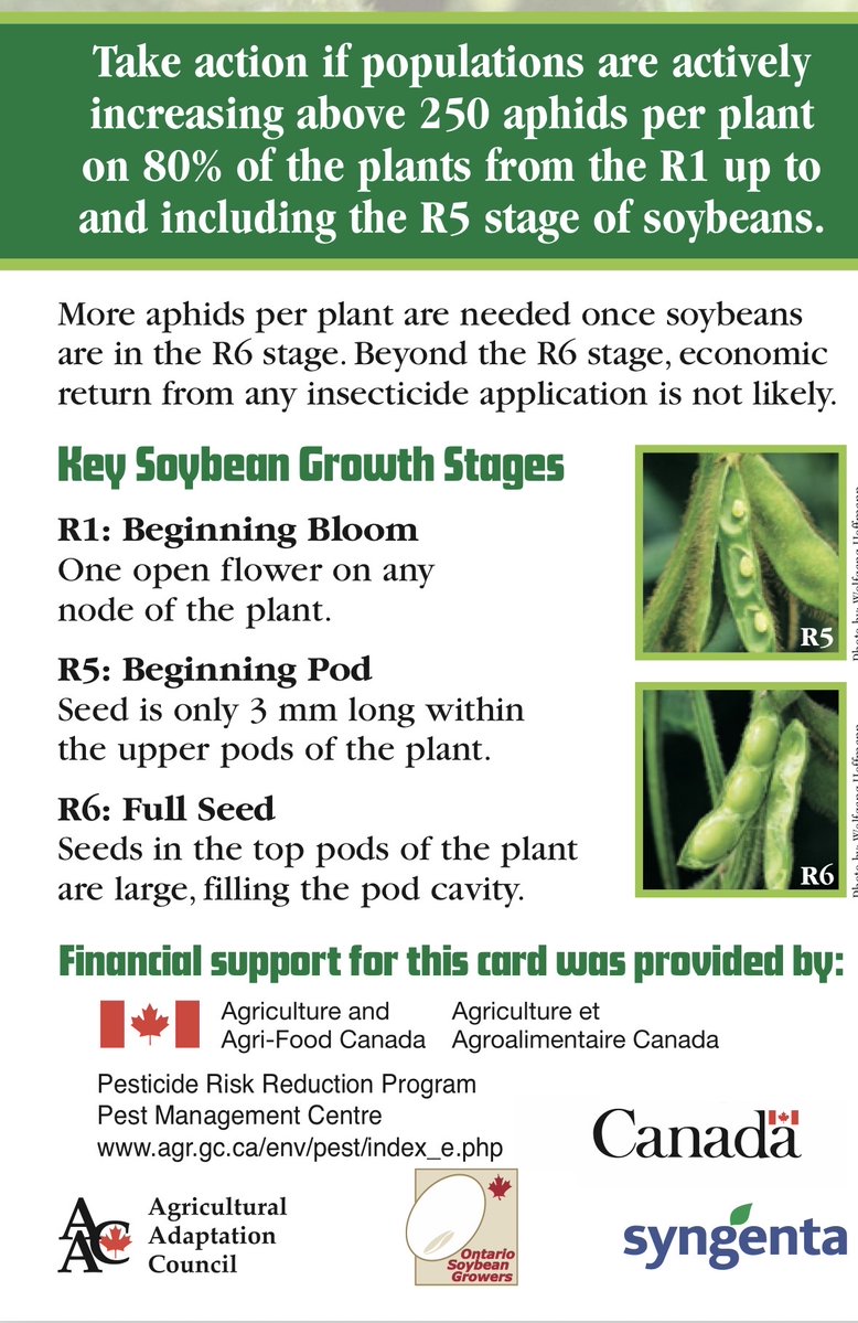 MbPulseGrowers's tweet photo. Do I need to spray for soybean aphids now? https://t.co/dUNCT89Kfh