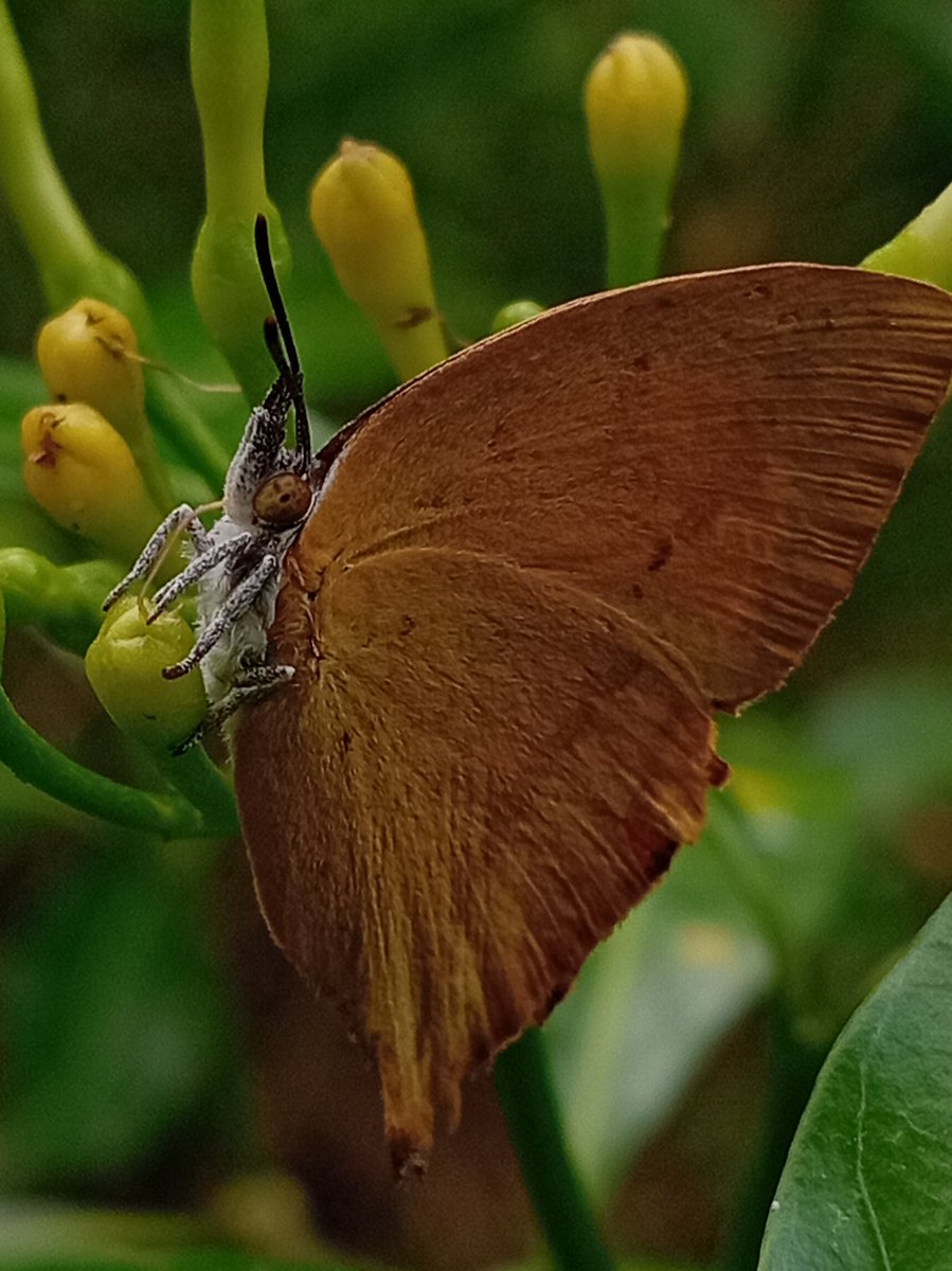 indikakumaras10's tweet photo. #NaturePhotography #SrilankaNature #Butterfly
https://t.co/BjiwLiRips  👈visit you https://t.co/qtrVSdIuv5