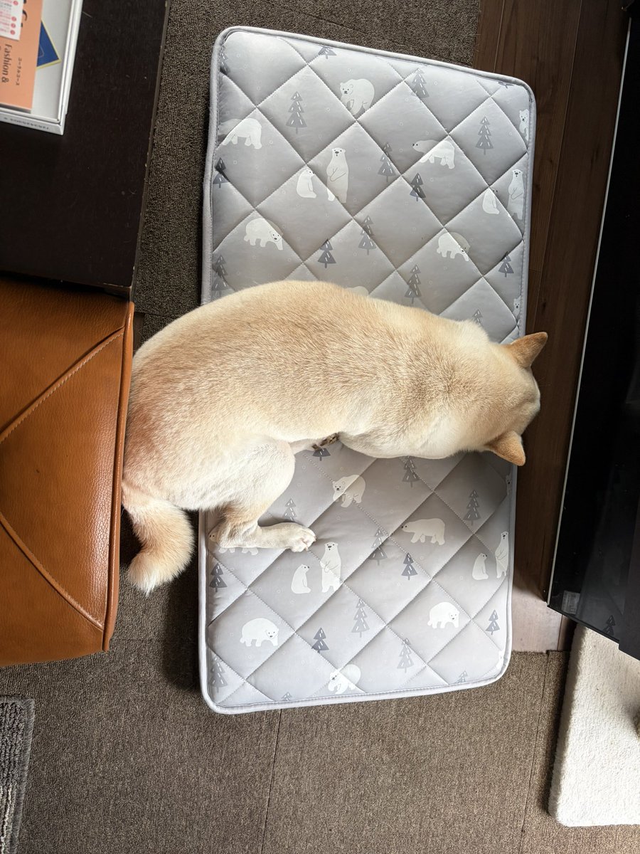 umwh2015's tweet photo. クールマット…

なんかあんまし
お気に召さないみたい

ご、ごめん…笑 https://t.co/pDf4Mv2f0n