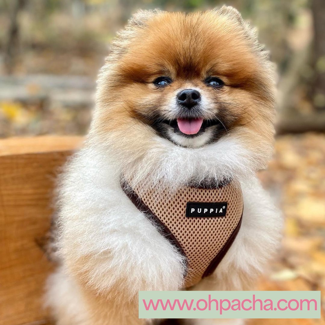 ohpacha's tweet photo. 🐶 Deux harnais, deux fois plus de style… et le 2ème à -30% 🎁
Envie de varier les looks de votre Pacha ?
C’est le moment d’en profiter avec -30% sur le 2ème harnais acheté 😍
Boutique française en ligne : https://t.co/1UrrRnQylZ
#harnaispourchien #harnaischien #harnaispuppia https://t.co/Ia7UZPRACB