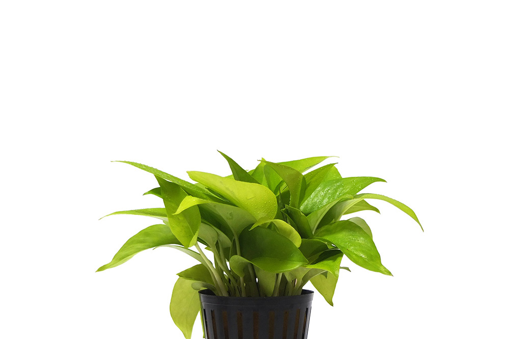 al_insan's tweet photo. Pro tip for your pothos! Rotate it weekly so every leaf gets sunlight—keeps growth even and lush. No green thumb needed, promise! https://t.co/Z1eB3AKkIL