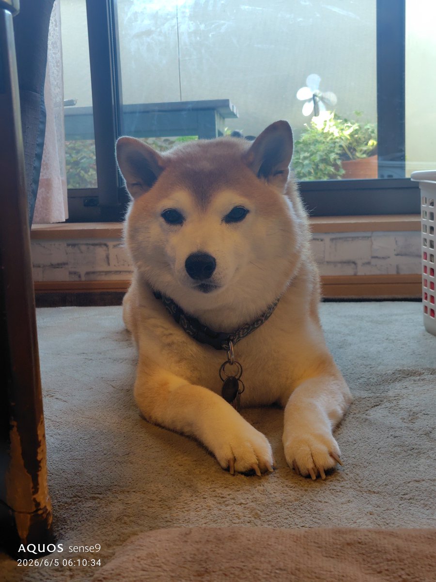 ukkey19780420's tweet photo. 柴犬「福」です。
良かったらチャンネル登録お願いします
#柴犬
#柴犬のいる暮らし

https://t.co/Sj3fgcK9an https://t.co/fK4QulaIz3