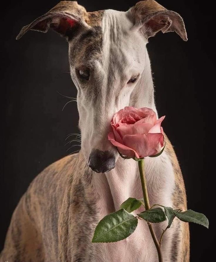 Kessler53Maria's tweet photo. Felicitaciones, Chile. Aprobaron la prohibición de carrera de perros  Galgos♥️ https://t.co/veeFWQMqxy