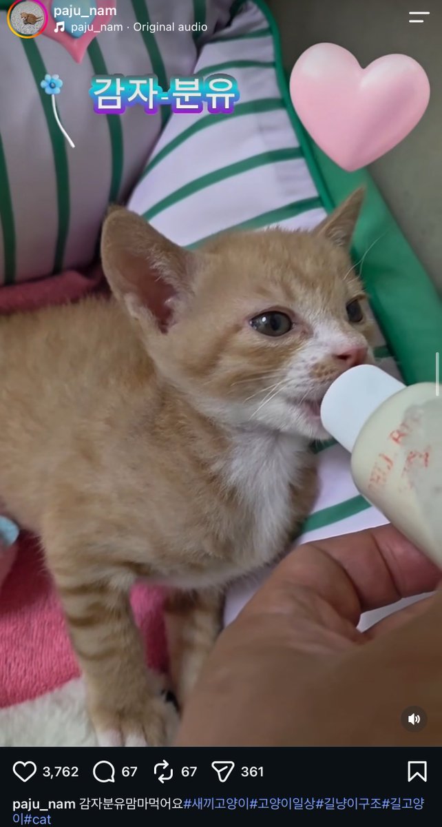 userlinoring's tweet photo. okay going from the 감자 mention i think minho is talking about this baby cat on insta 😭😭💗 https://t.co/asLsTuzAwR