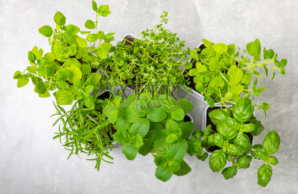 himo_sasa's tweet photo. [Woke up to my new balcony garden now full of herbs—this small daily win makes every morning feel sweeter than before!]， https://t.co/dLXad2Eyeq