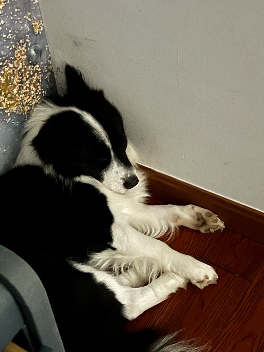 Steve47032's tweet photo. My rescue pup curled up on my lap while I worked today.  This little furball’s warmth makes every busy day feel like a gift—best desk buddy ever! #PetLove https://t.co/qE9u3IxrAW