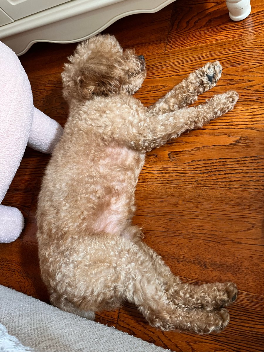 Demountain3's tweet photo. My little furball hit a milestone today!  Woke up to find them napping like a big, confident pro instead of the tiny squish I brought home 6 months ago—love this sweet growing journey! https://t.co/BtIgroAizz