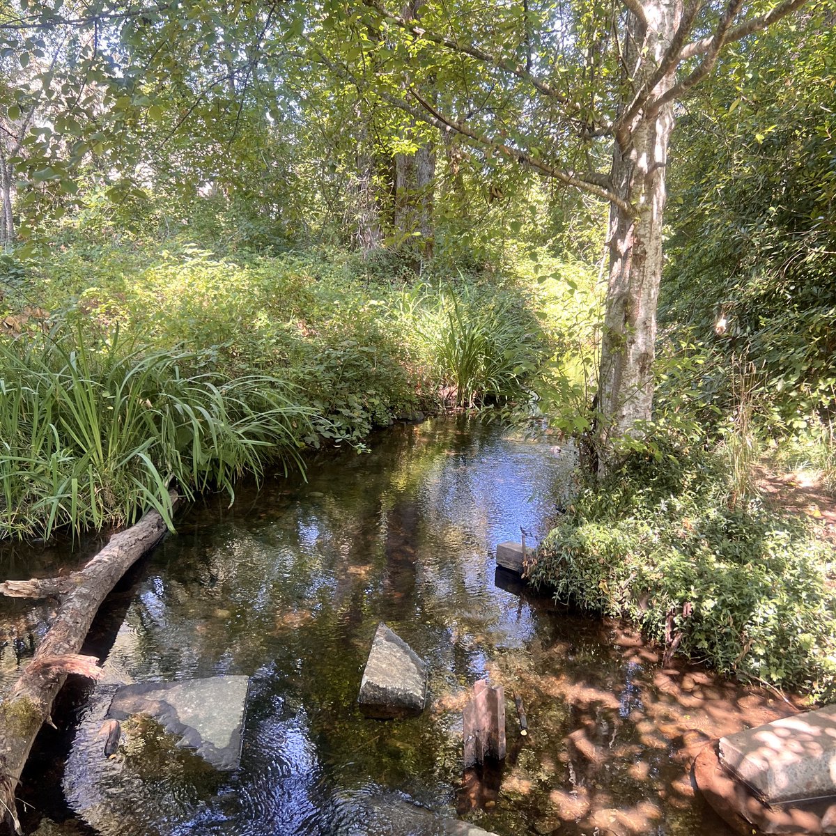 CoastalEscapeX's tweet photo. 🌿 Into the Wild, Coastal Escape Style 🌊

A quiet little escape where the trees meet the water. 🌿💦 Sometimes the best views are the ones you stumble across.

#CoastalEscape #NatureEscape #WoodsyVibes #OutdoorVibes #PeacefulMoments #NatureLovers https://t.co/C7p4Aj97Iu
