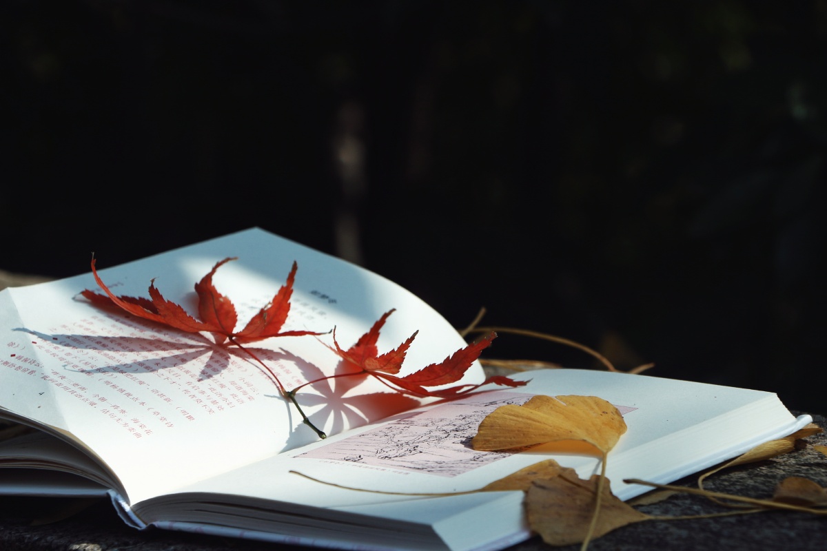 Jetceah1's tweet photo. Lost in the pages of a timeless novel—this is the kind of quiet joy I’ve been craving lately.  What’s your latest page-turner https://t.co/ncr33o8dXm