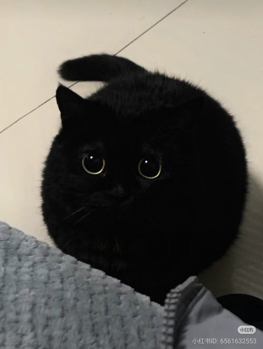animal_kyawa_'s tweet photo. 真っ黒くろすけが世界中から愛される理由🖤 https://t.co/ZCOxs3KPcP