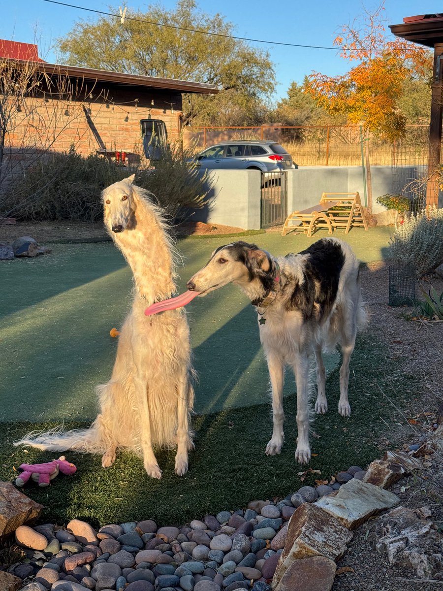EsperBorzoi's tweet photo. https://t.co/TA8YHzZqkE