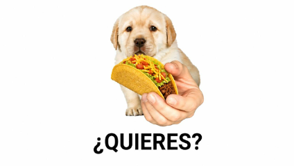 QuieresWant's tweet photo. want taco? https://t.co/Hrf8tz4hyB
