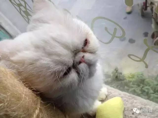 xiu_cam's tweet photo. Just found my cat napping on the freshly laundered linen sheets—guess she likes my weekly tidy-up work! https://t.co/zK7T8LwFeC