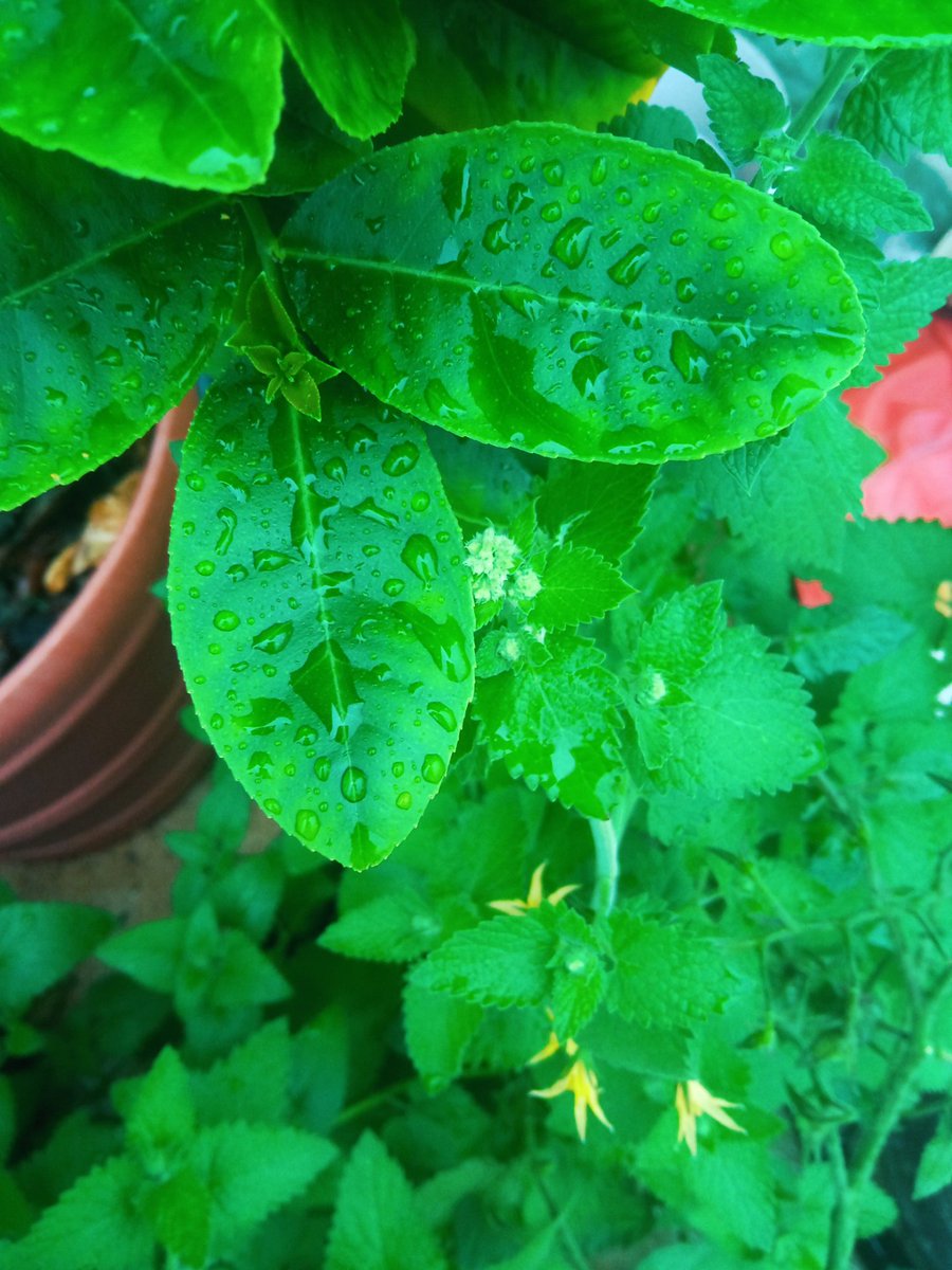 28Chump's tweet photo. My tiny balcony that was just a dumping ground last month now grows veggies u0026 herbs—small spaces = big joys! https://t.co/PEPxuRUSlR