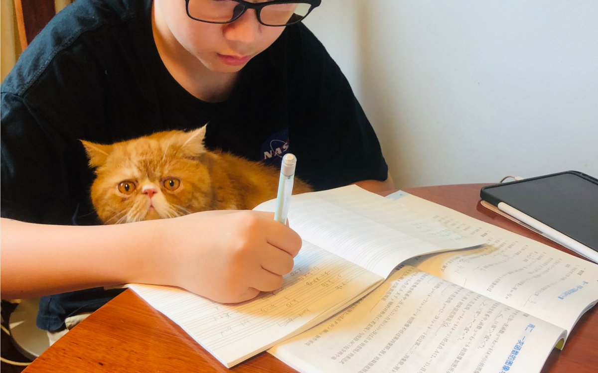 SASAMOKA2's tweet photo. Caught my intern using the office's cat tree to "review" our new project slides—furry focus group actually gave 5/5 paw-sitive feedback https://t.co/PEPLZ2RF38