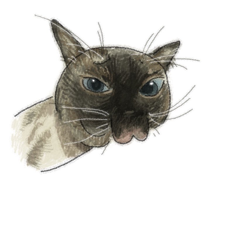 yonsongn's tweet photo. #猫 https://t.co/3UjruxI14w