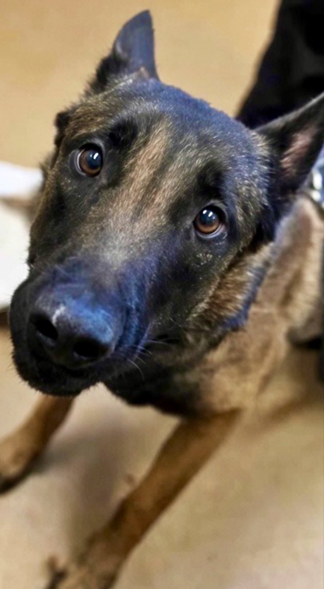 LilaFlw's tweet photo. Can anyone anywhere 🇺🇸
FOSTER (100% free, including free transport!) SILENT KILL victim malinois Icabod?

or ADOPT(🇺🇸🇨🇦)?

TBK ASAP @ deadIiest shelter in Cali. NEVER available for adopt nor listed on shelter website💔 EUTH list was 1st we knew he EXISTS!😭

#ID260409🍏ValleyAVAS https://t.co/eL1iR8YA6b