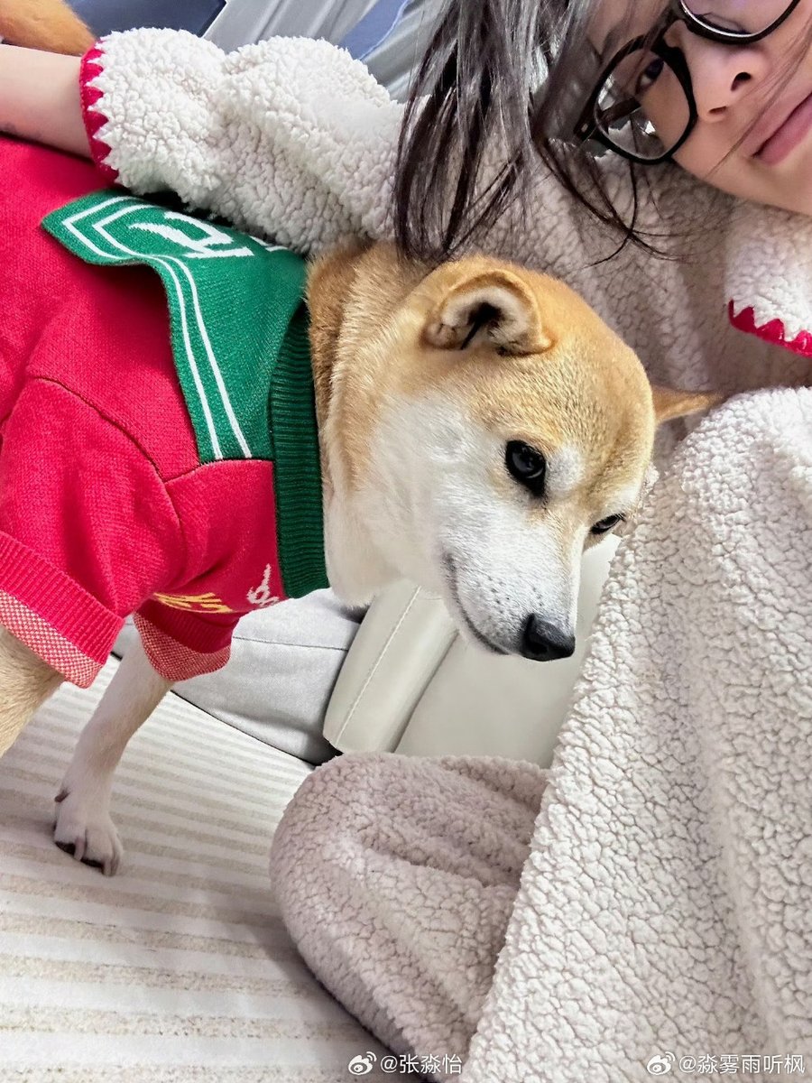 randalljacksonc's tweet photo. My rescue pup just curled up on my lap while I finished work—this quiet little moment makes every busy day feel worth it.  #PetLove https://t.co/72AH8dRm6W
