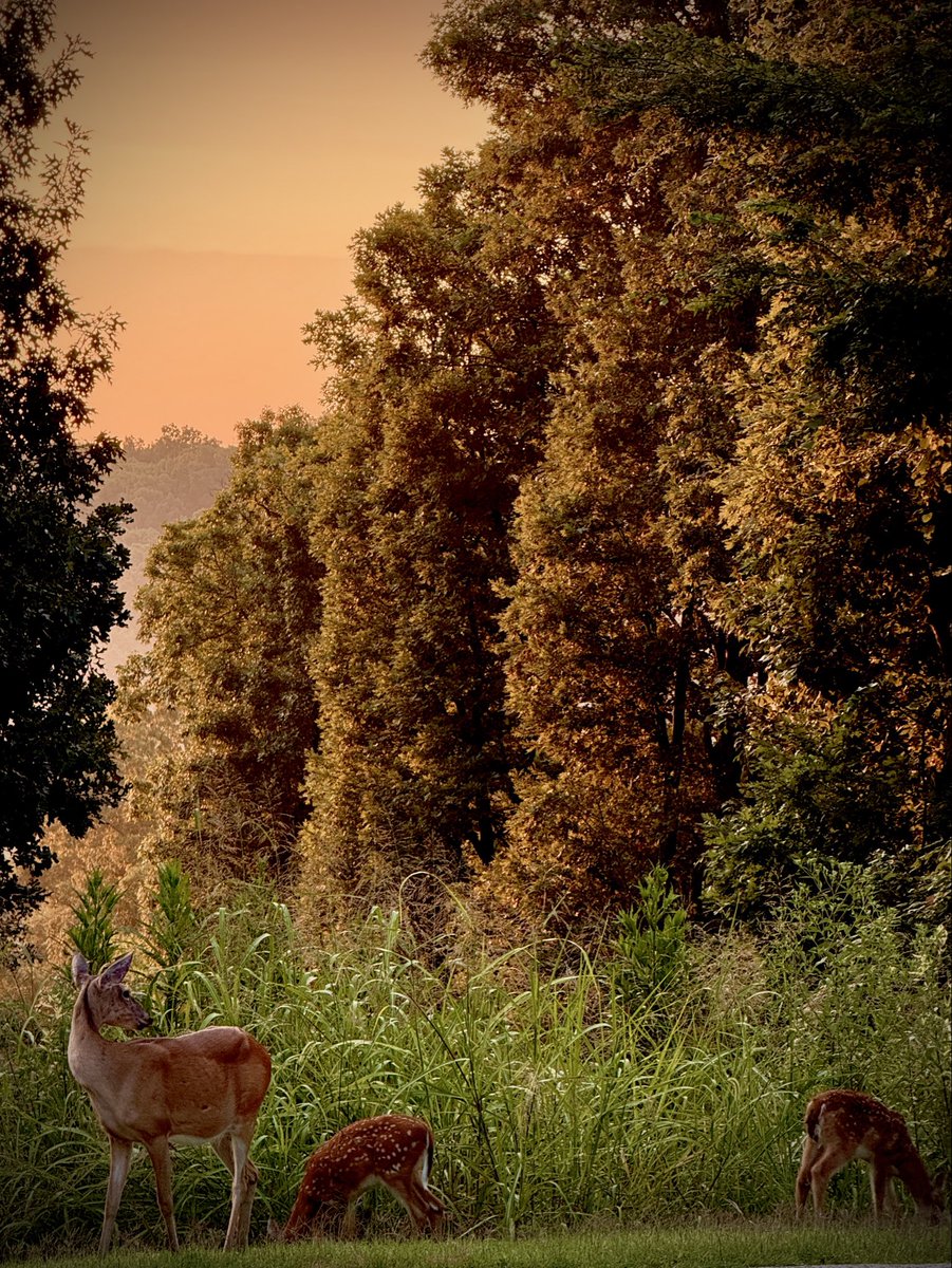 toddmccandless's tweet photo. #ForestLife https://t.co/EefXHzoVuy