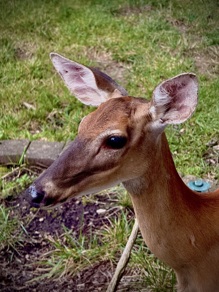 toddmccandless's tweet photo. #ForestLife https://t.co/EefXHzoVuy