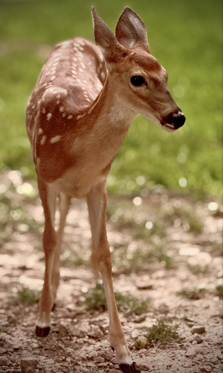 toddmccandless's tweet photo. #ForestLife https://t.co/EefXHzoVuy