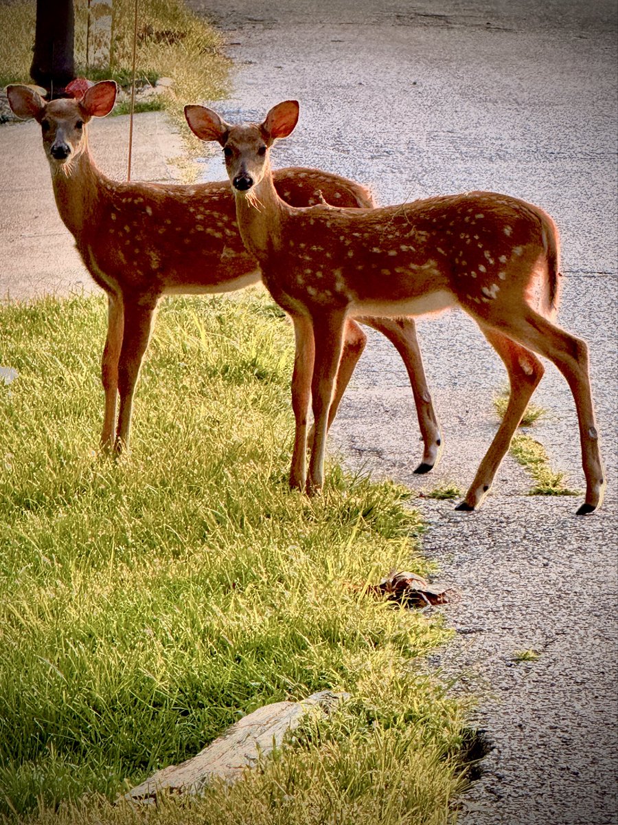 toddmccandless's tweet photo. #ForestLife https://t.co/EefXHzoVuy