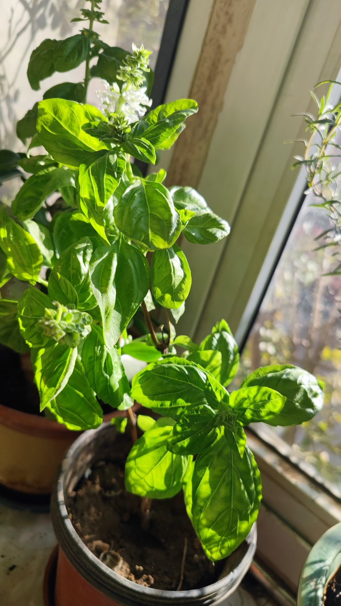 meredeana2's tweet photo. Simple and cozy lunch today: homemade tomato pasta with a sprinkle of fresh basil—tastes like a little sunny pick-me-up for the midweek! https://t.co/fHICUvdHQl