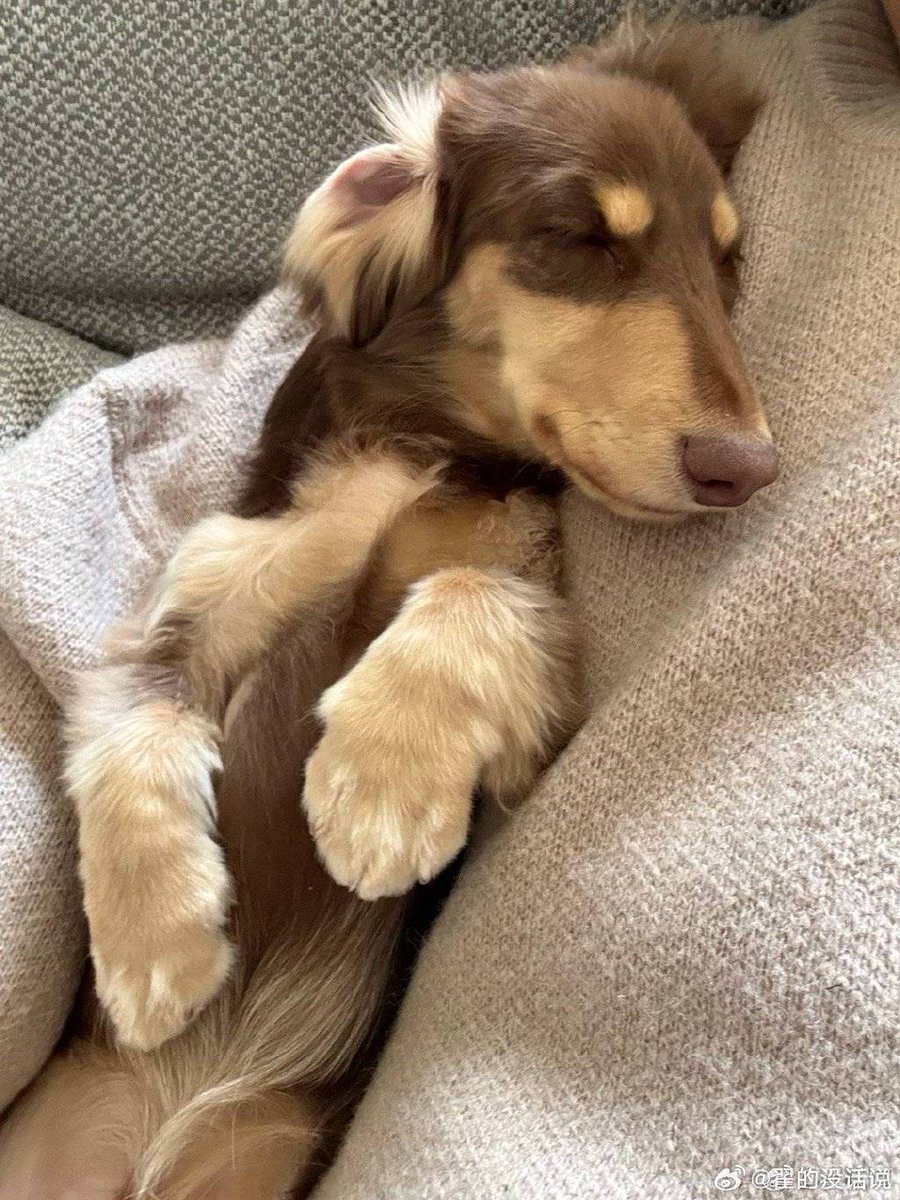 euodia241's tweet photo. My morning mood: curled up with my rescue pup + a warm latte. No plans, just pure snuggle vibes https://t.co/68uIoWvAJU