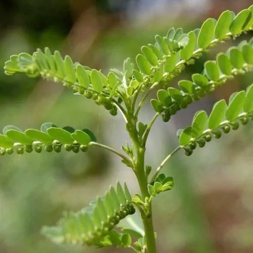 safonyameherbal's tweet photo. Before you give up on your kidney stones, try the 60mls of boiled phyllanthus niruri for 3 to 6weeks. All you need is to drink enough water while taking it🍀❤️ https://t.co/JFHWTFOlVO