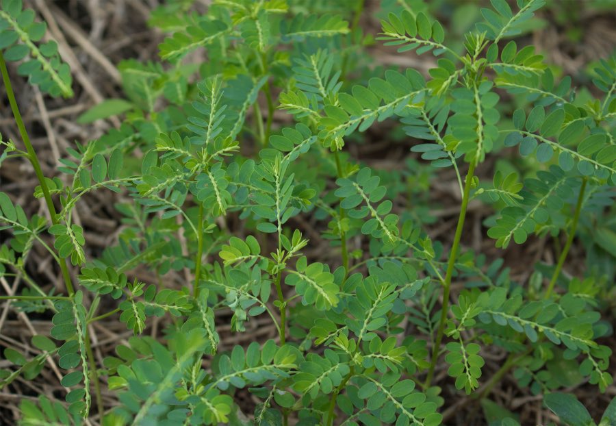 safonyameherbal's tweet photo. Before you give up on your kidney stones, try the 60mls of boiled phyllanthus niruri for 3 to 6weeks. All you need is to drink enough water while taking it🍀❤️ https://t.co/JFHWTFOlVO