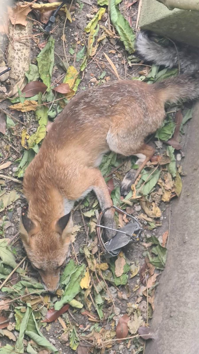 collectif_bois's tweet photo. APPEL À TÉMOIN DE L’ASSO ASMAA POUR RETROUVER LA PERSONNE QUI A MIS UN PIÈGE À MÂCHOIRE À SAINT MAUR DANS LEQUEL UN RENARD A ÉTÉ PRIS 
https://t.co/qrpSdQ2bPA https://t.co/XFxVUJte7e