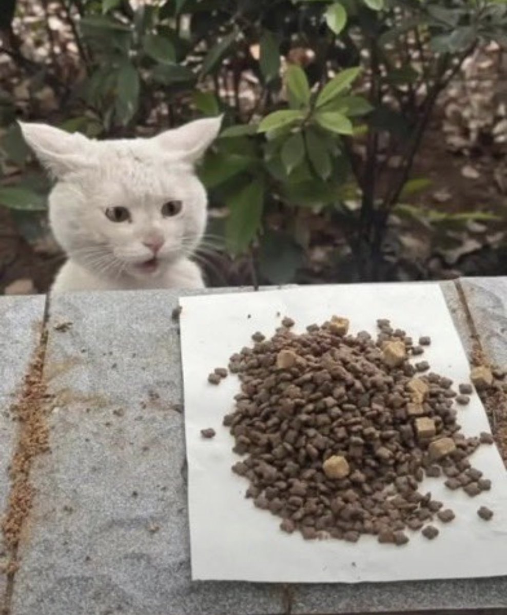 animal_kyawa_'s tweet photo. 毎回食べ物を置いてあげると
「おお！」と驚きと感動の表情をしてくれる野良ちゃん https://t.co/Krrd8P4Yj0