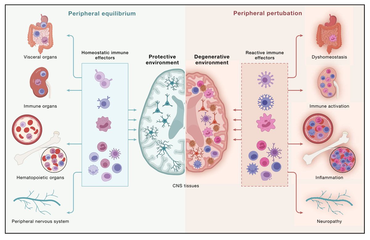 EricTopol's tweet photo. The basis for neurodegenerative diseases?
The complex brain and immune system interactions
https://t.co/sfHsDoy8UZ https://t.co/EjbKImwUPZ